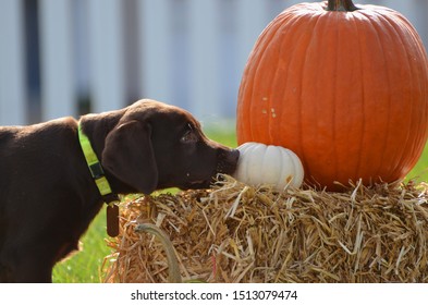 Chocolate Lab Puppy In The Fall