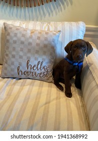 Chocolate Lab Puppy With Fall Pillow