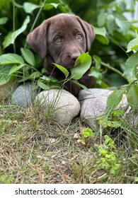 Chocolate Lab Puppy Playing In Garden