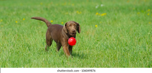 Chocolate Lab Puppy Playing In Her Yard In The Summer.