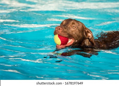 467 Chocolate lab swimming Images, Stock Photos & Vectors | Shutterstock