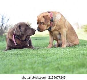 Chocolate Lab And Red Lab Sniffing Noses. 