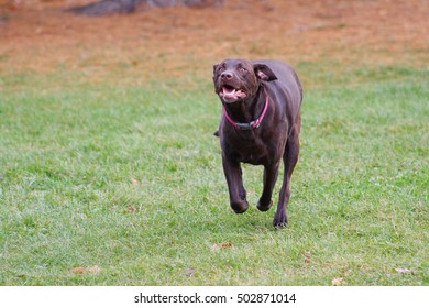 Chocolate Lab Running