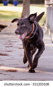 Chocolate Lab Running