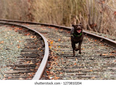 Chocolate Lab Running Down Tracks