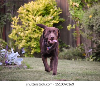 Chocolate Lab Running For Food