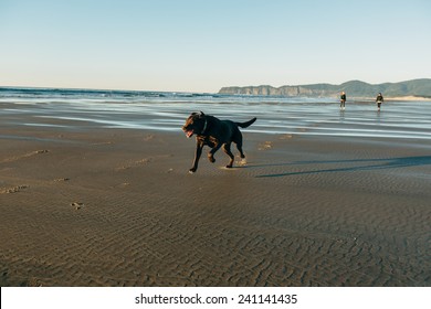 Chocolate Lab Running On Beach Owners Stock Photo 241141435 | Shutterstock