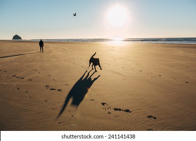 Chocolate Lab Running On Beach Silhouette With Bird In Sky And Owner Behind Him