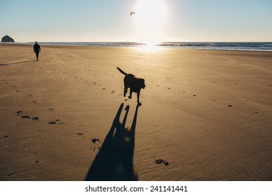 Chocolate Lab Running On Beach Silhouette With Bird In Sky And Owner Behind Him Closer