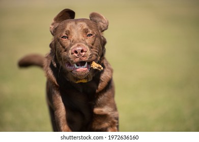 Chocolate Lab Running With Stick In His Mouth