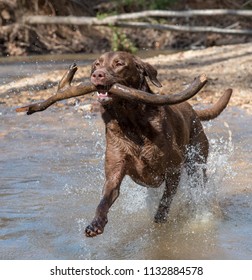 Chocolate Lab Running Through A Creek