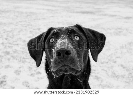 Similar – Image, Stock Photo trainee Winter Snow Animal