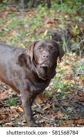 Chocolate Lab Standing In Leaves In The Woods In Early Fall.