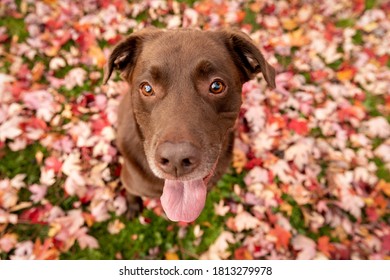 A Chocolate Lab Surrounded By Fall Leaves