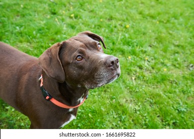 A Chocolate Lab/pit Bull Mix Looking Longingly Up Hoping For A Treat.