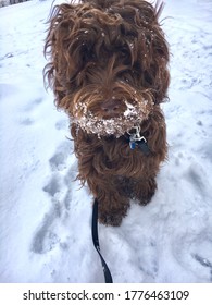  Chocolate Labradoodle In Ohio Winter  