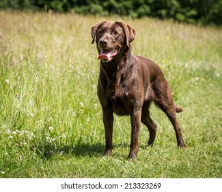 Chocolate Labrador 