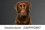 chocolate Labrador in black color background 