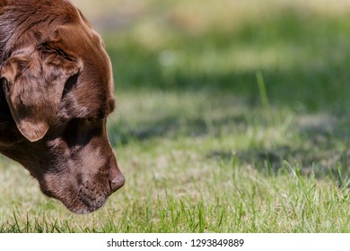 Chocolate Labrador In Close Up Sniffing Grass With Interest