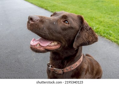 Chocolate Labrador. Close-up Of Happy Dog Face. Focus On Eyes. Head Of Labrador Pet Looking Up Waiting For Food Treats With Open Mouth.