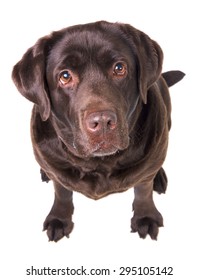 Chocolate Labrador Dog Girl Is Isolated On The White Background