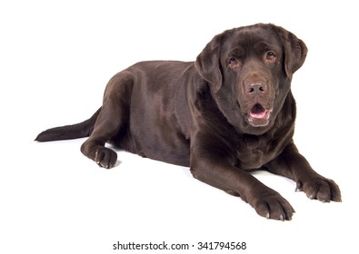 Chocolate Labrador Dog Girl Is Isolated On The White Background