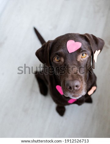 Chocolate Labrador dog with heart stickers on his face, on a pink background, greeting or surprise Valentine's Day birthday, Valentine's Day card for lovers
