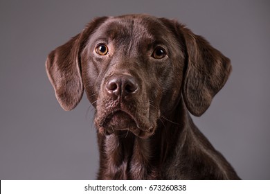 Chocolate labrador dog portrait - Powered by Shutterstock