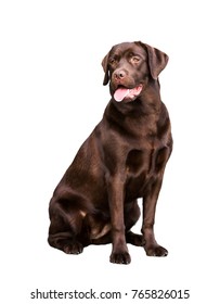 Chocolate Labrador Dog Portrait Isolated On White Background