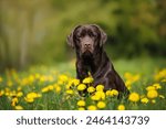 chocolate labrador dog sitting on a meadow with dandelions in summer