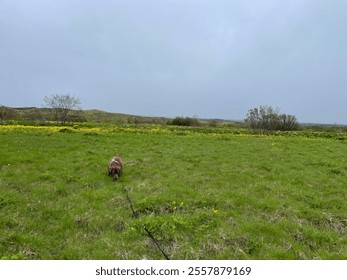 A chocolate Labrador explores a lush green meadow dotted with yellow wildflowers under a gray, overcast sky, capturing the tranquility of nature in the Icelandic countryside. - Powered by Shutterstock