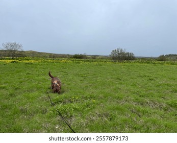 A chocolate Labrador explores a lush green meadow dotted with yellow wildflowers under a gray, overcast sky, capturing the tranquility of nature in the Icelandic countryside. - Powered by Shutterstock