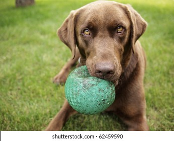 A Chocolate Labrador holds a Green Ball - Powered by Shutterstock