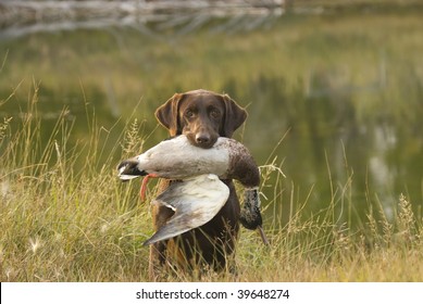 Imagenes Fotos De Stock Y Vectores Sobre Hunting Dog Training