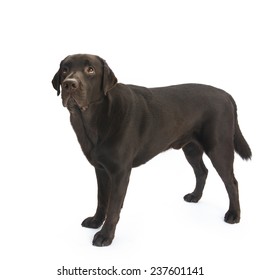 Chocolate Labrador Isolated On White