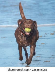 A Chocolate Labrador (Lab) retriever puppy fetches a tennis ball at the dog friendly Carmel Beach at Carmel by the Sea in California.  - Shutterstock ID 2253696063