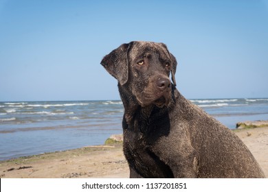 Chocolate Labrador On The Beach