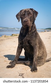 Chocolate Labrador On The Beach