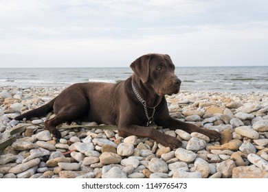 Chocolate Labrador On The Beach