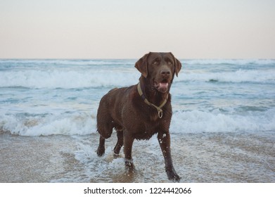 Chocolate Labrador On The Beach 