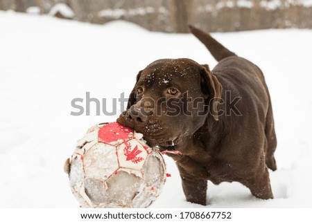 Similar – Image, Stock Photo trainee Winter Snow Animal