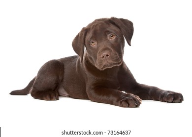 Chocolate Labrador Puppy