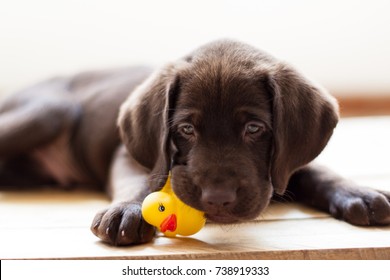 Chocolate Labrador Puppy