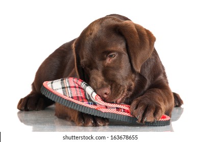 Chocolate Labrador Puppy Chewing Slippers