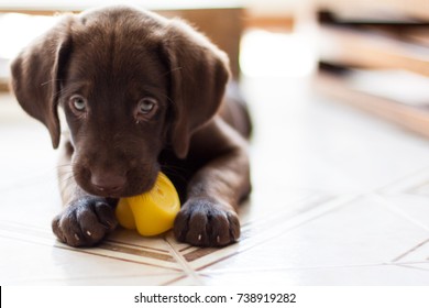 Chocolate Labrador Puppy chewing a toy