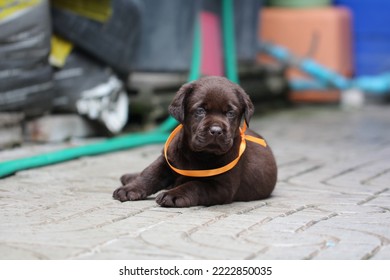 Chocolate Labrador Puppy Dog Pet