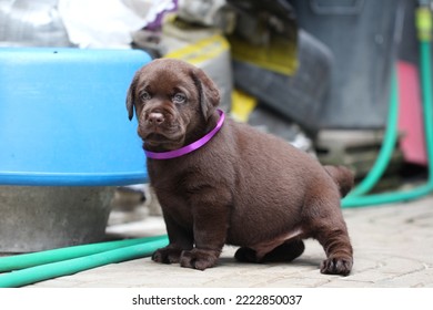 Chocolate Labrador Puppy Dog Pet