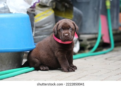 Chocolate Labrador Puppy Dog Pet