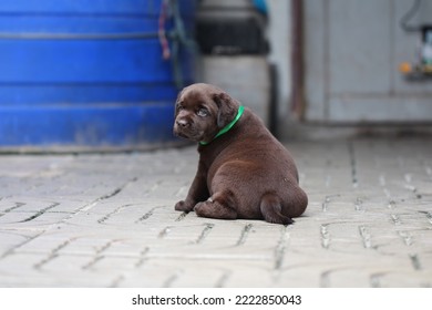 Chocolate Labrador Puppy Dog Pet