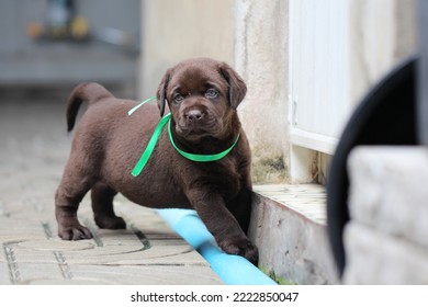 Chocolate Labrador Puppy Dog Pet